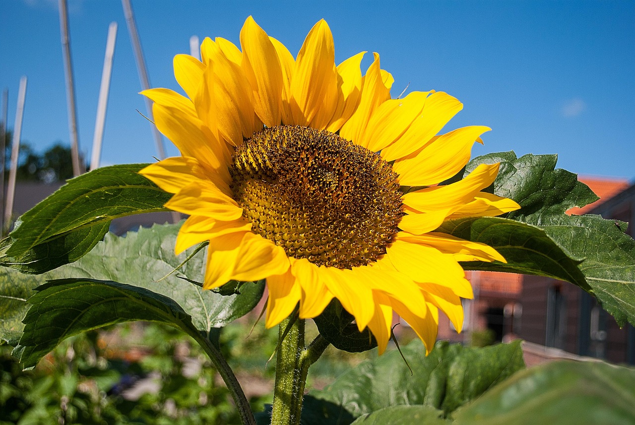 pianta di girasole in vaso