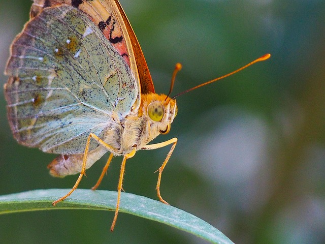 Free Butterfly Insect photo and picture