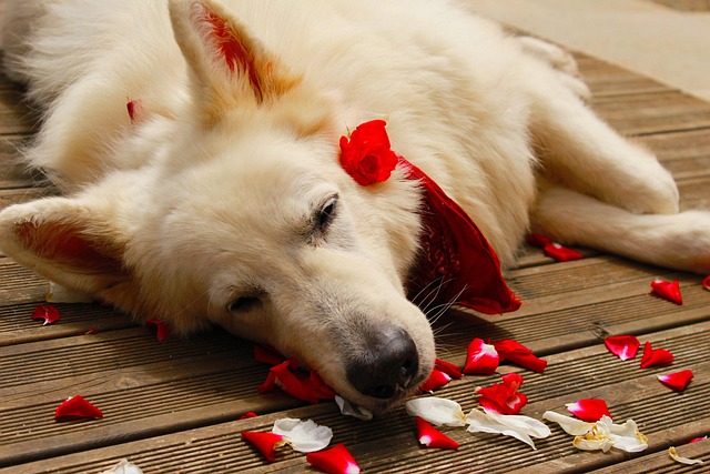 Free Swiss White Shepherd Pet photo and picture
