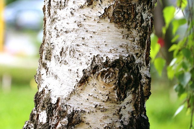 Free Wood Bark Of Wood photo and picture