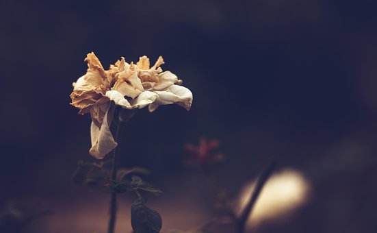 500以上の無料枯れた花 花画像 Pixabay