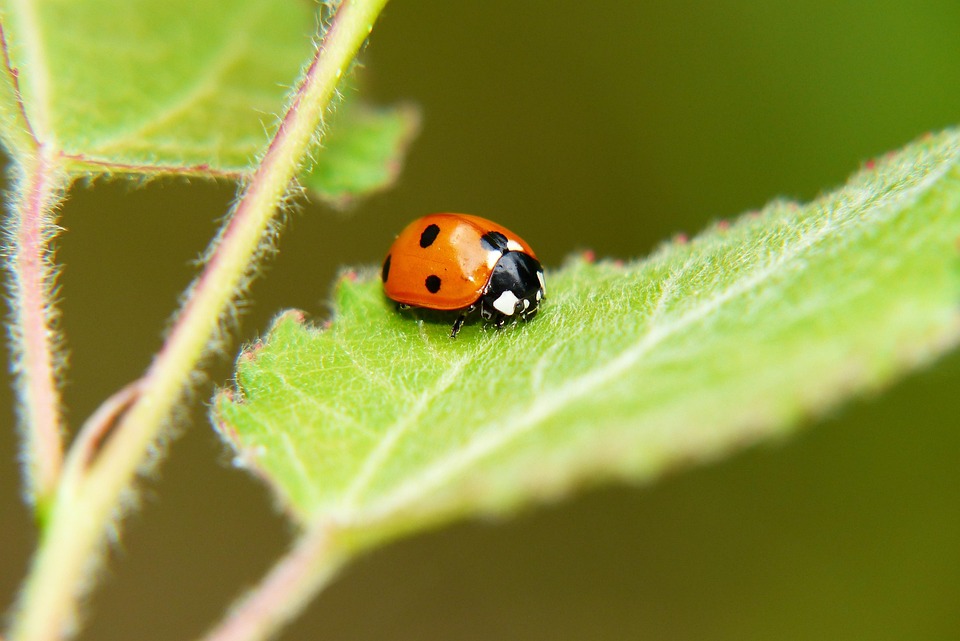 Coccinelle A Sept Points Photo Gratuite Sur Pixabay Coccinelle A Sept Points Photo Gratuite Sur Pixabay