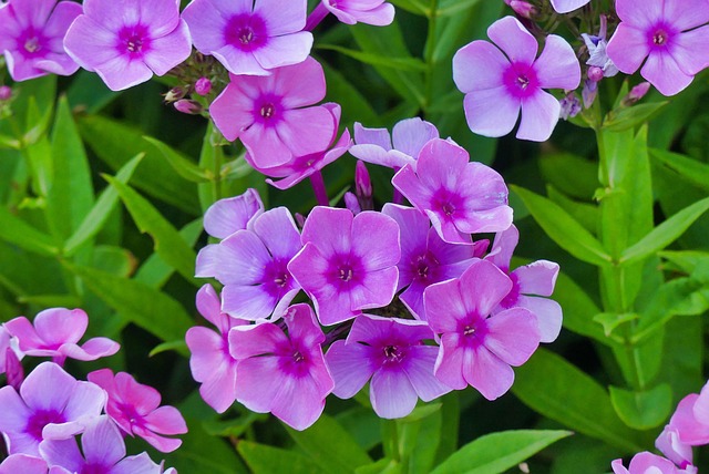Free Flowers Garden photo and picture