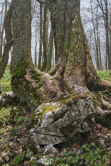 Free Nature Slovakia photo and picture