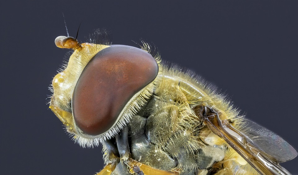 Hoverfly Insect Nature - Free photo on Pixabay - Pixabay