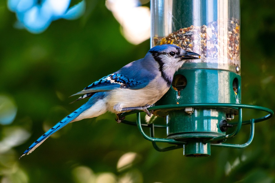 Bird Feeder Birdwatching Free Photo On Pixabay