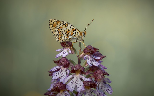 Mariposa, Orquídea, Flor, Naturaleza