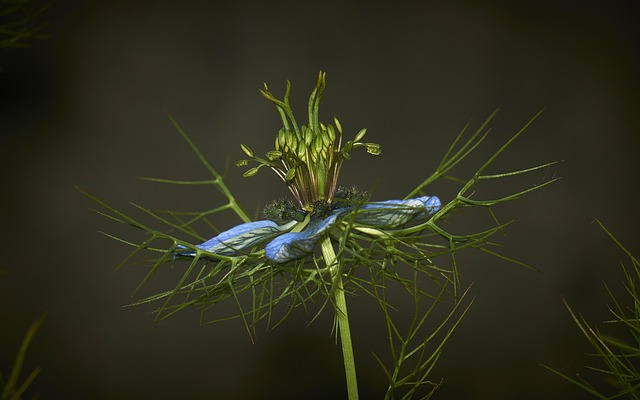 Flor, Naturaleza, Primavera, Flora