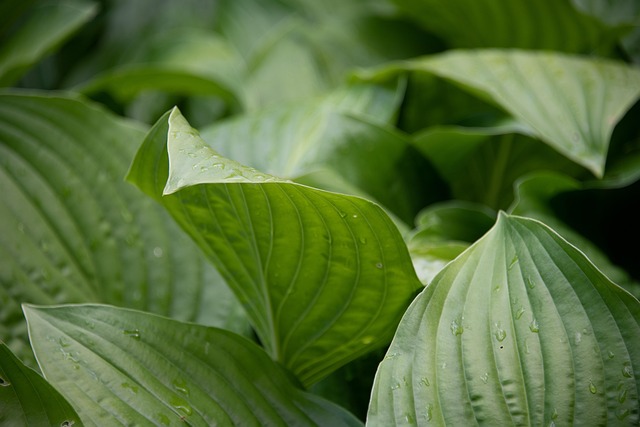 Free Hosta Leaf photo and picture