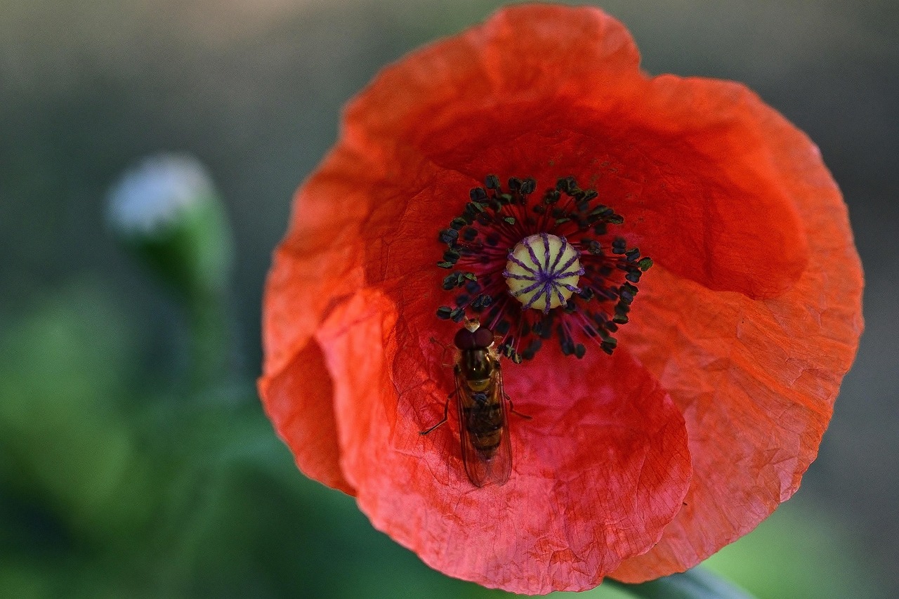 Poppy Flower Hover Fly Insect Free photo on Pixabay Pixabay
