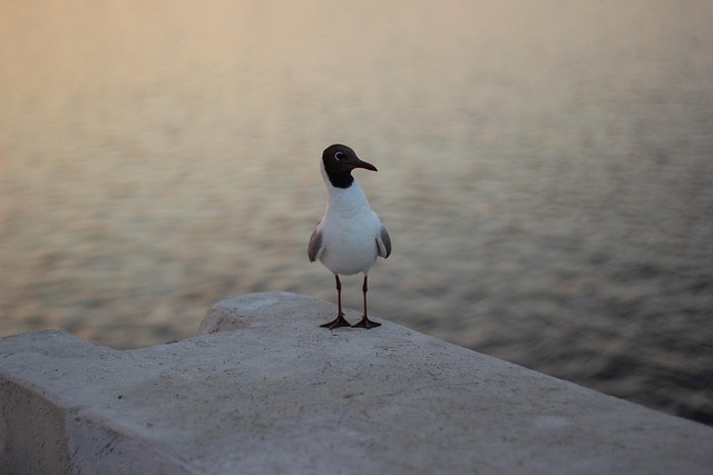 Flod, Solnedgang, Natur, Fugl, Måge