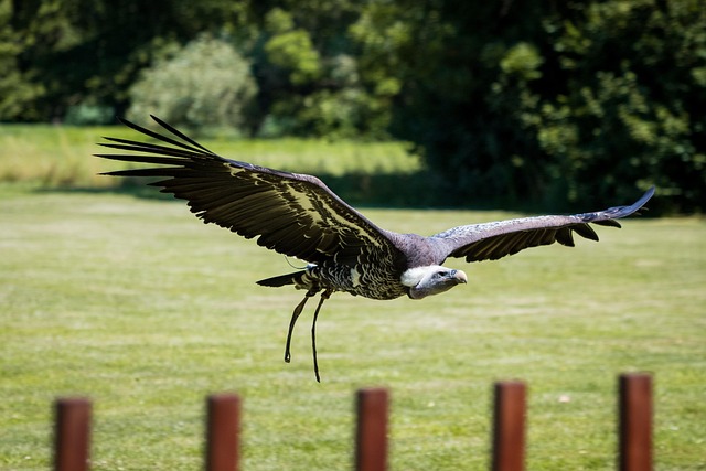 Free Vulture Flying photo and picture