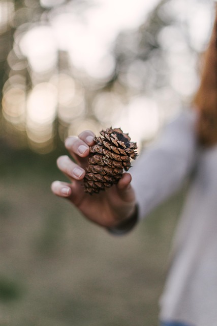 Free Pine Cone Outdoors photo and picture