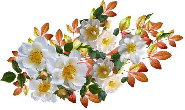 Free Roses Flowers photo and picture