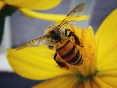 Biene, Blütenstaub, Bestäubung, Insekten