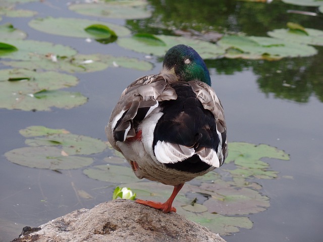 Tiere, Enten, Teiche