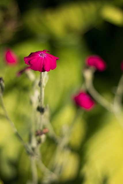 Free Flowers Flowering photo and picture