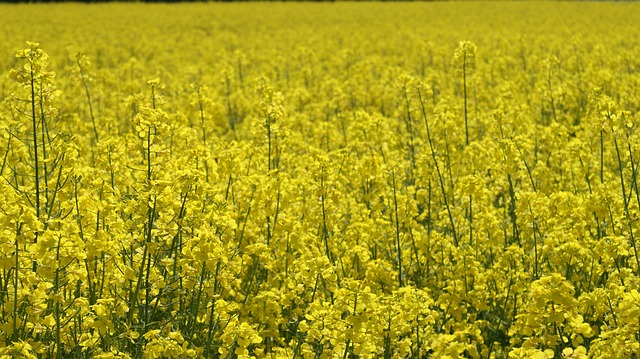 Free Oilseed Rape Landscape photo and picture