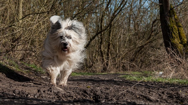 Free Dog Fur photo and picture