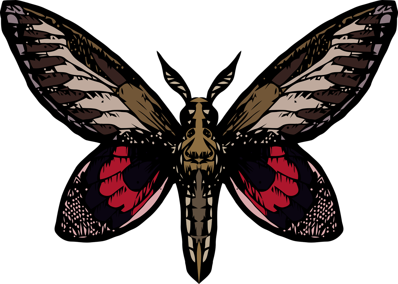 Butterfly Nature Insect - Free vector graphic on Pixabay