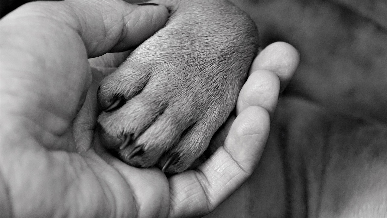 Hand Frau Pfote - Kostenloses Foto auf Pixabay