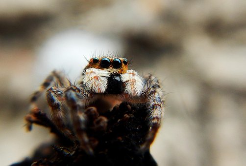 Spinne, Web, Tarantel, Falle