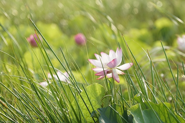 Free Lotus Flowers photo and picture