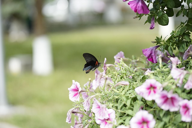 Free Butterfly Insect photo and picture