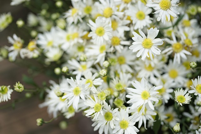 Free Flower Nature photo and picture