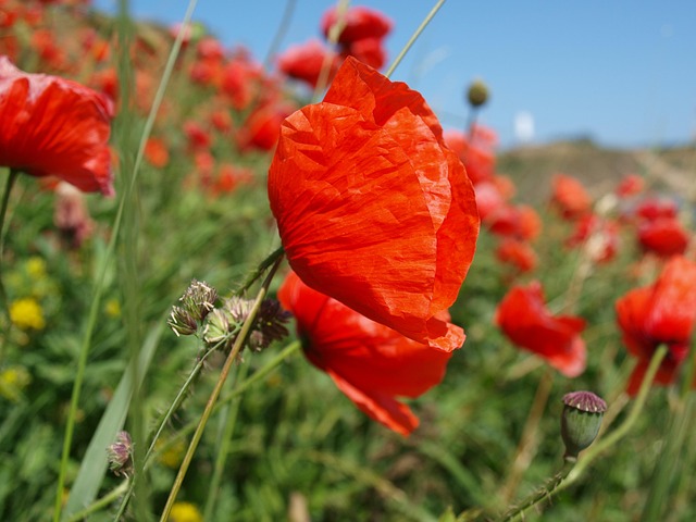 Free Poppy Red photo and picture