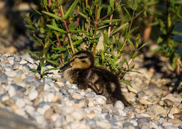 Free Duck Infant photo and picture
