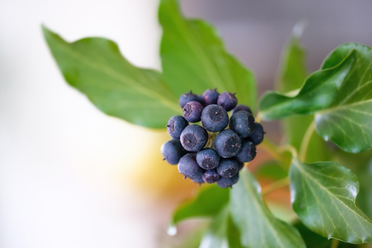 ivy, common ivy, epheu, berry, fruit, climber plant, tendrils, ivy leaf, nature, leaves, inflorescence
