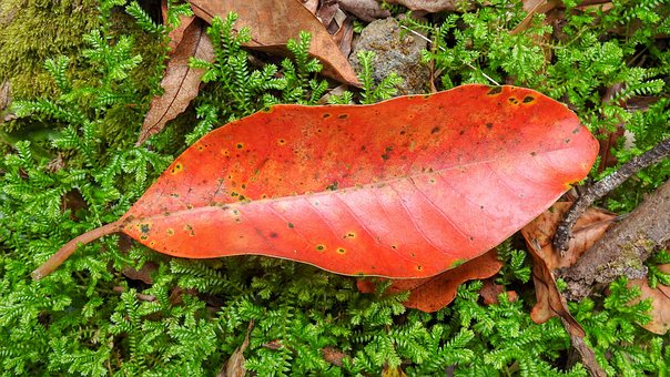 Blad, Rood, Herfst, Natuur, Kleur, Val