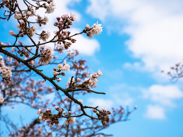 Free Cherry Blossom Flower photo and picture