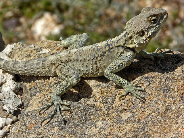 Free Lizard Reptile photo and picture