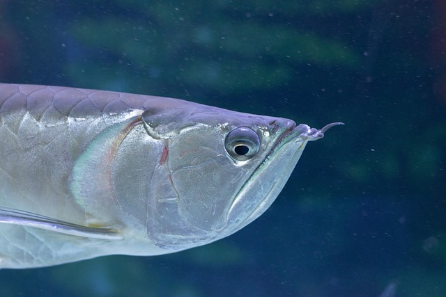 Fish, Aquarium, Peixe, Aquário, Água
