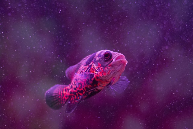 Fish, Aquarium, Aquário, Peixe, Água