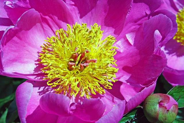 Free Peony Nature photo and picture