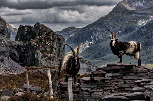 Free Goats Mountain photo and picture
