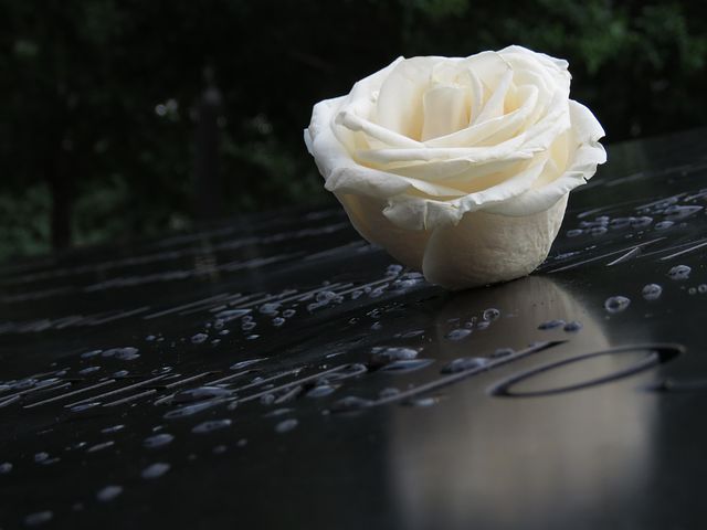 200+ kostenlose Blumen Der Trauer und Trauer-Bilder