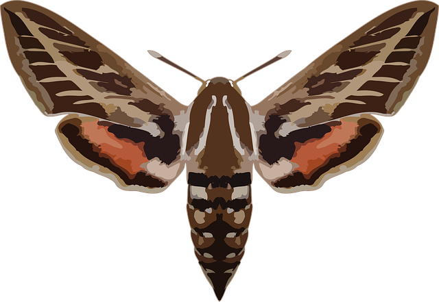 Download free HD stock image of Hyles Butterfly Free hyles butterfly nature vector