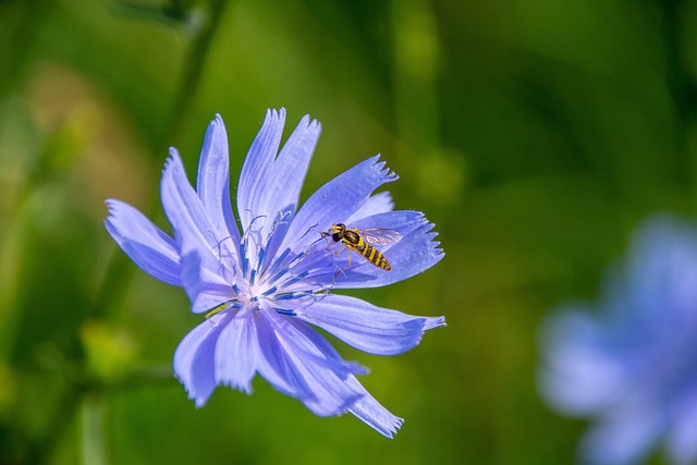 Free Nature Flower photo and picture
