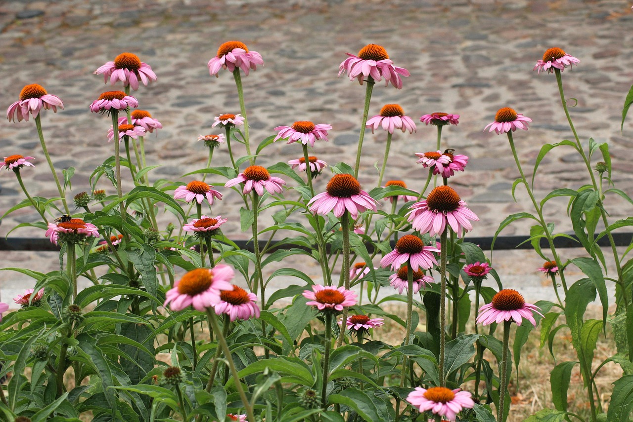 1 000 Free Coneflowers Echinacea Images Pixabay Purple Coneflower 4319757 1280