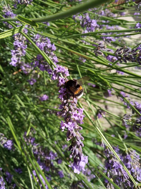 Free Bumblebee Lavender photo and picture