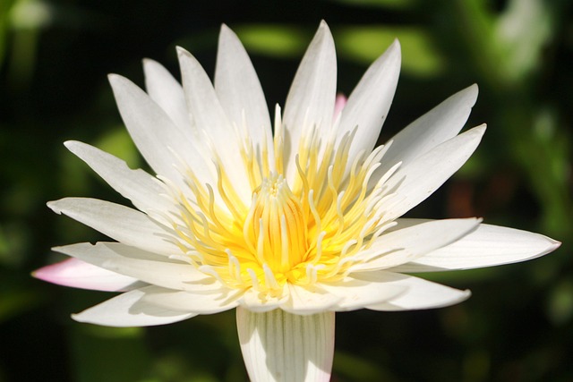 Fleur Blanche Lotus - Photo gratuite sur Pixabay - Pixabay