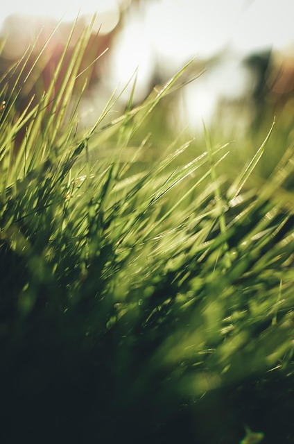 Free Grass Green photo and picture