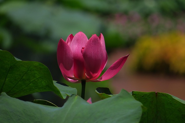 Lotus, Bloem Achtergrond, Lotusblad