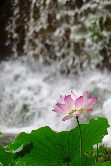 Water, Bloem Achtergrond, Natuur, Val