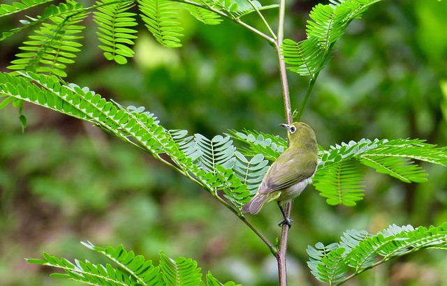 Vogel, Vogels, Natuurlijke, Vlieg