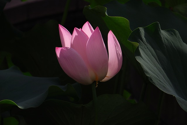 Bloem, Lotus, Lotusblad, Bloeiend